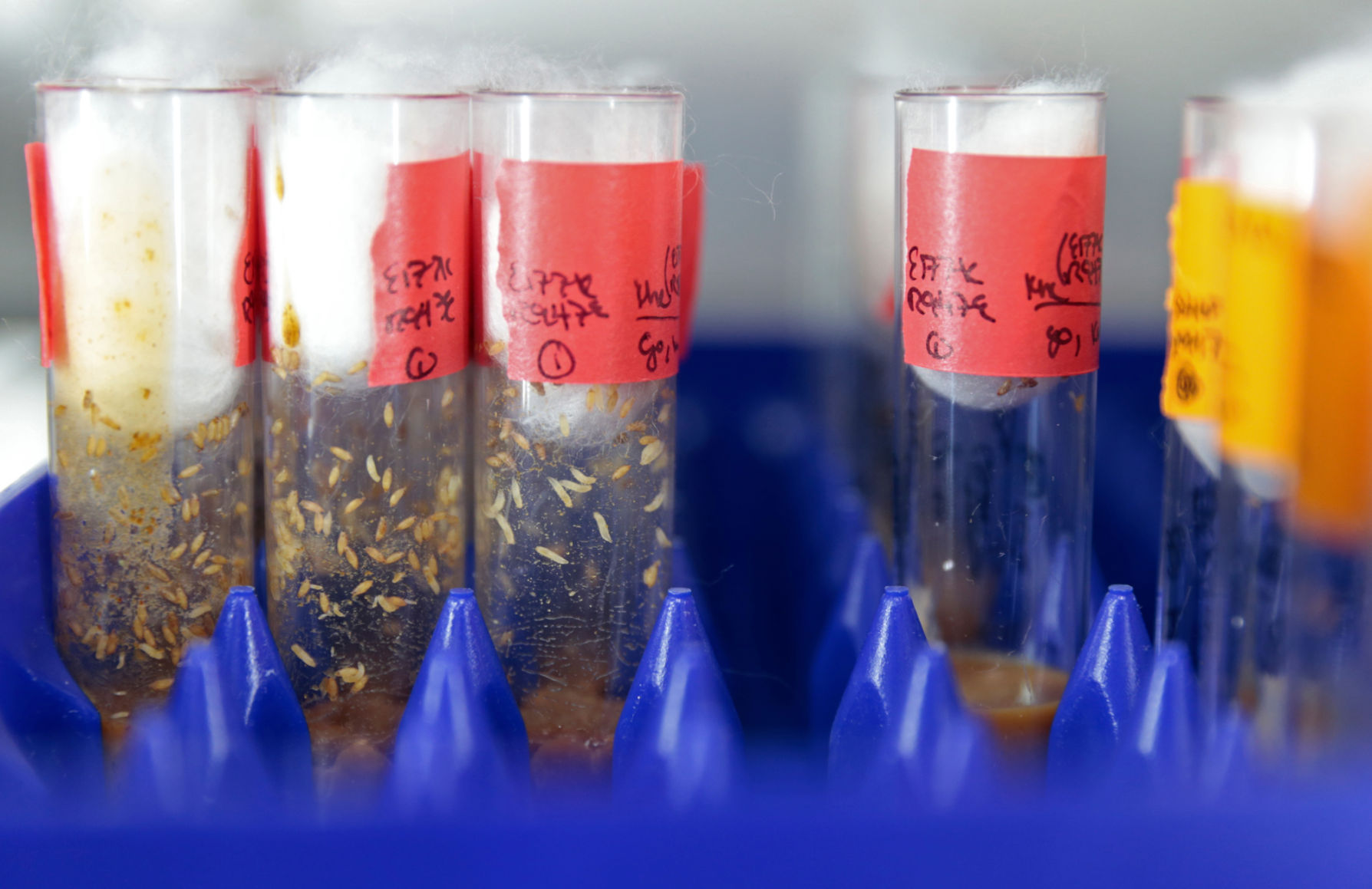 Fruit flies in test tubes